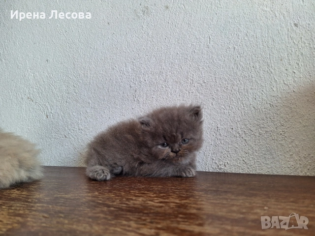 Персийски котенца, снимка 6 - Персийска - 38412283