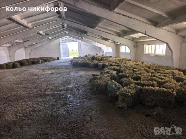 Бали люцерна , снимка 3 - Овце - 54571905