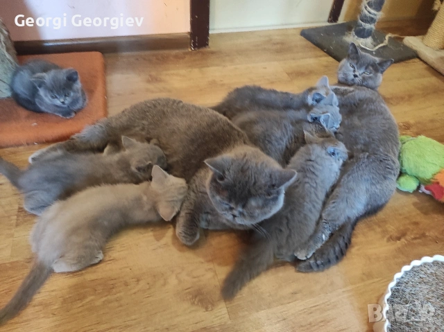 Британски котета, снимка 8 - Други - 54729529