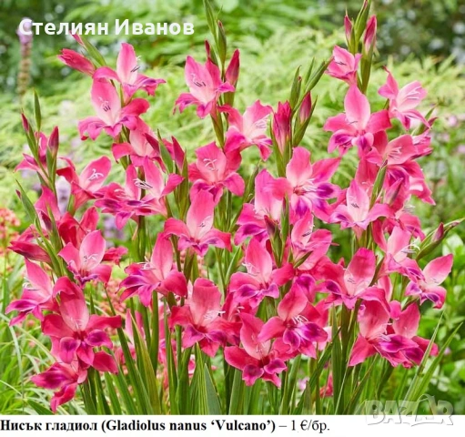 Нисък гладиол (Gladiolus nanus ‘Vulcano’) - грудки
