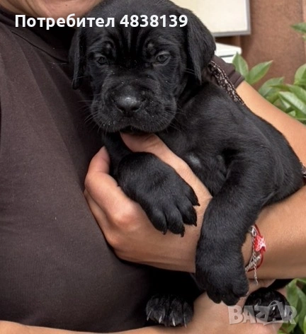 Кане корсо , снимка 2 - Кане корсо - 54672216