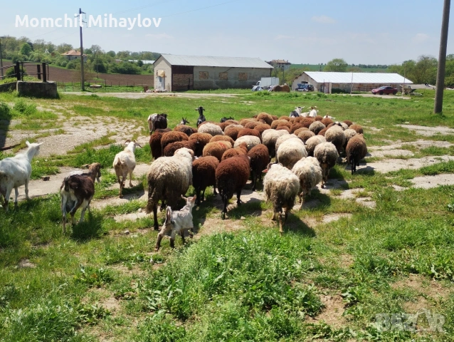продавам овце