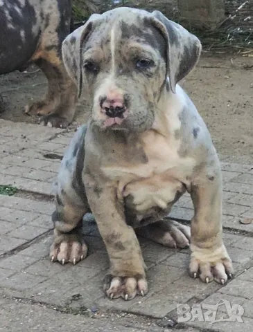 ТОП !!! Американско Були Хл American BULLY Xl ABKC, снимка 7 - Други - 55270499