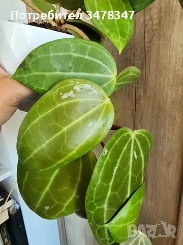 Хоя Latifolia