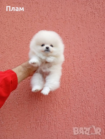 Бело мини женско Померанче. Реални снимки! Мини Померан., снимка 3 - Померан - 54105599