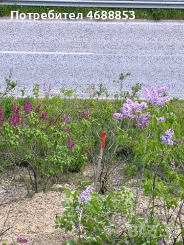 Земеделска земя гр. Дебелец, снимка 11 - Парцели - 54292349