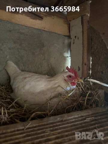 Продавам кокошки - харко и петли за клане