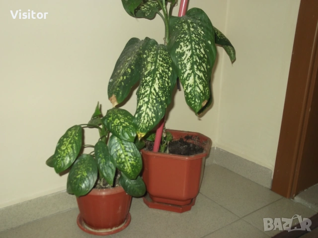 FujiFilm  FinePix C10   -  10MPx, снимка 17 - Фотоапарати - 54242260