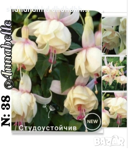 👑Фуксия Градинска и Каскадна , снимка 3 - Други - 54270498