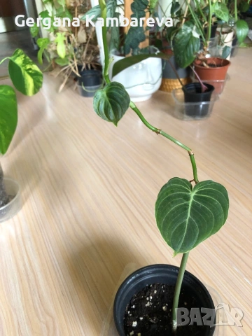 Philodendron Melanochrysum 