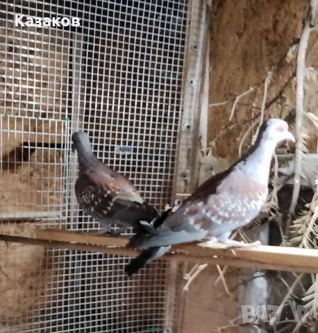Продавам гвинейски гълъби