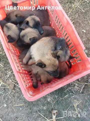 Продават се кученца белгийска овчарка 