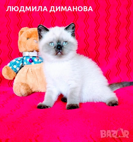 Шотландски мъжки със сини очи. , снимка 12 - Британска късокосместа - 54465113