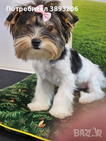 йоркширски териер. бивер , снимка 2 - Йоркширски териер - 54300747