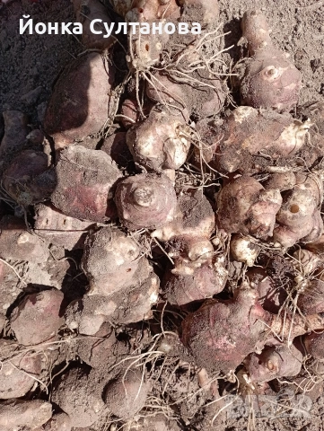 Гулия "земна ябълка", снимка 7 - Домашни продукти - 54289713