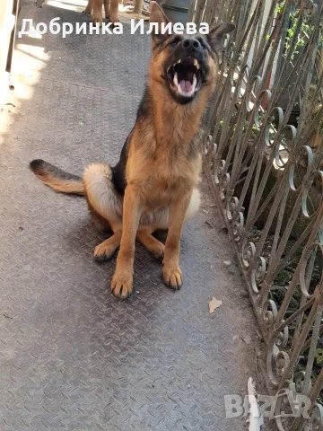 Немска овчарка, женска 