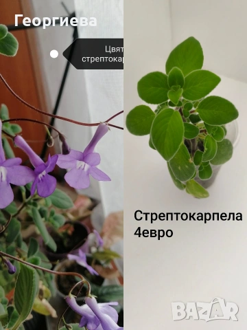 стрептокарпела