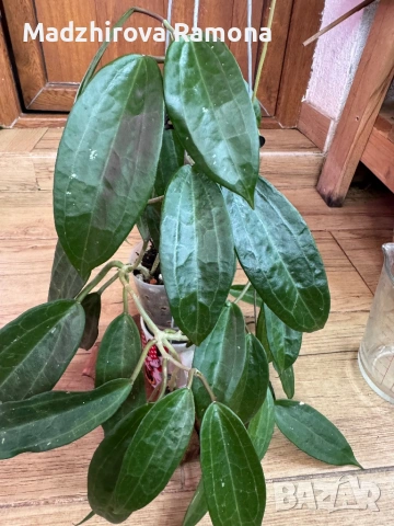 Hoya Хоя Jasper blink , снимка 4 - Стайни растения - 54569576
