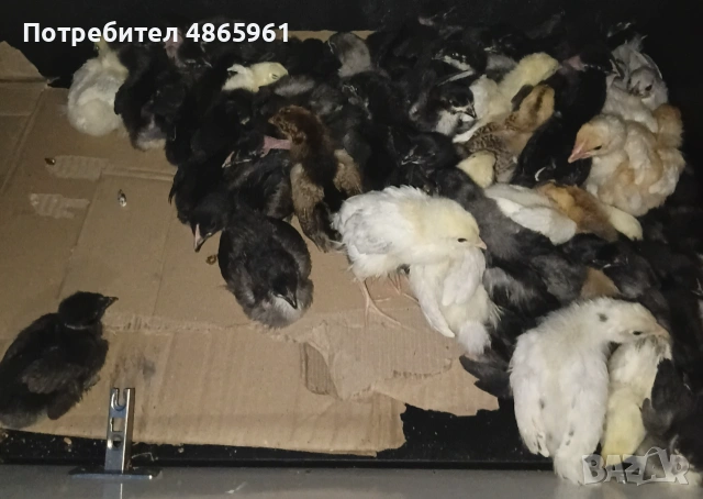 Пилета на един месец, снимка 3 - Кокошки и пуйки - 55024574