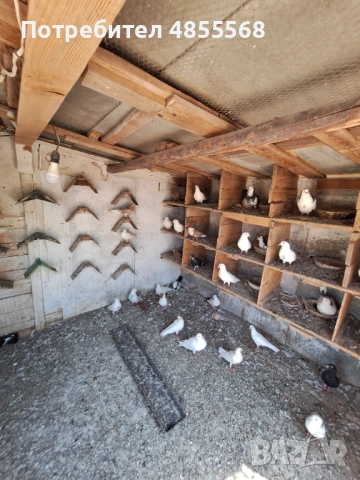 Продавам гълъби, снимка 2 - Гълъби - 54893154