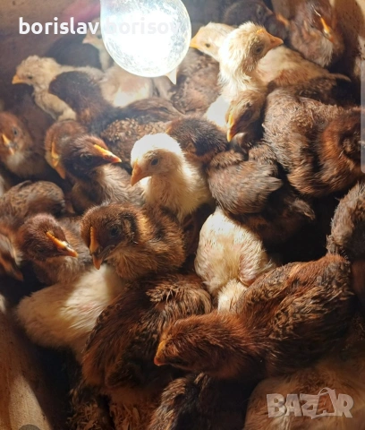 Малки пилета и пъдпъдъци!, снимка 2 - Кокошки и пуйки - 54804416