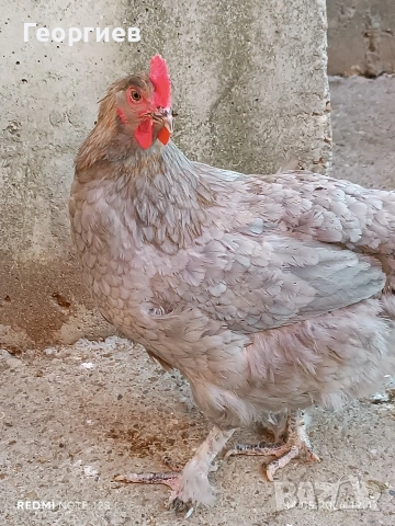 Продавам Разплодни Яйца от син мед Маран, снимка 4 - Кокошки и пуйки - 54555255