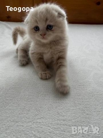 Котета, снимка 2 - Други - 54101284