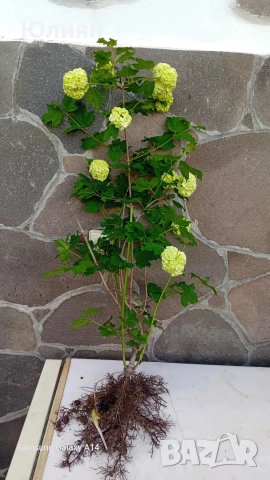 Снежна топка,Картоп,Калина 
