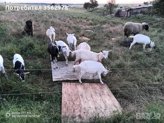 ярета , мъжки кастрирани 