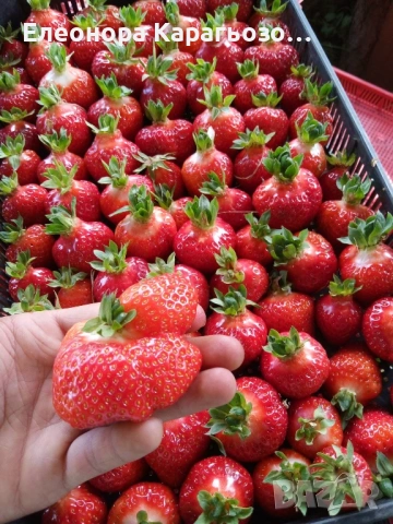 Разсад ягоди и малини, снимка 9 - Разсади - 54119672