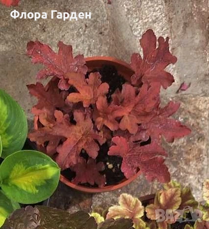 Хойхера, Хойхерела, Тиарела, снимка 10 - Градински цветя и растения - 55001292