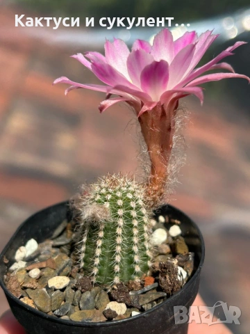 Кактус Chamaecereus Hybrid розово-бял цвят много красив цъфтеж., снимка 3 - Градински цветя и растения - 54955231