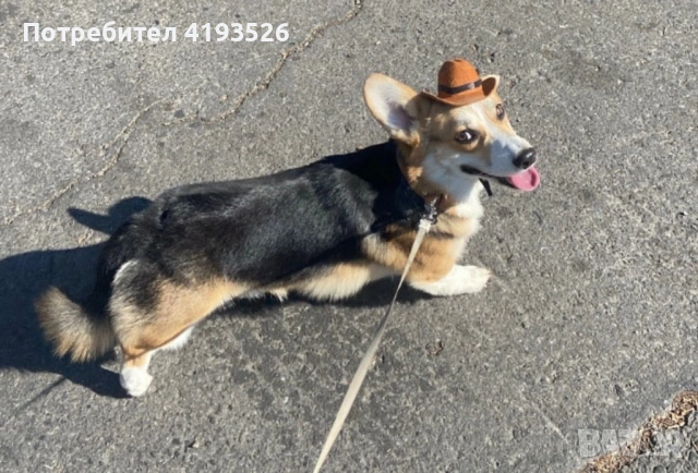 Продавам Уелско корги Пембрук трицветно с родословие