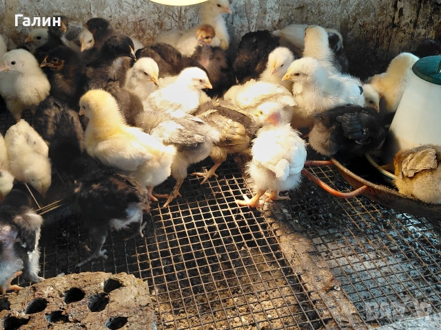 пиленца дворни, снимка 4 - Кокошки и пуйки - 54221815