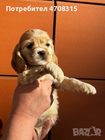 Кокер шпаньол момиченце кафяво