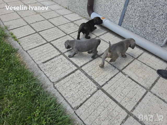 Кучета Кане Корсо, снимка 7 - Кане корсо - 55154310