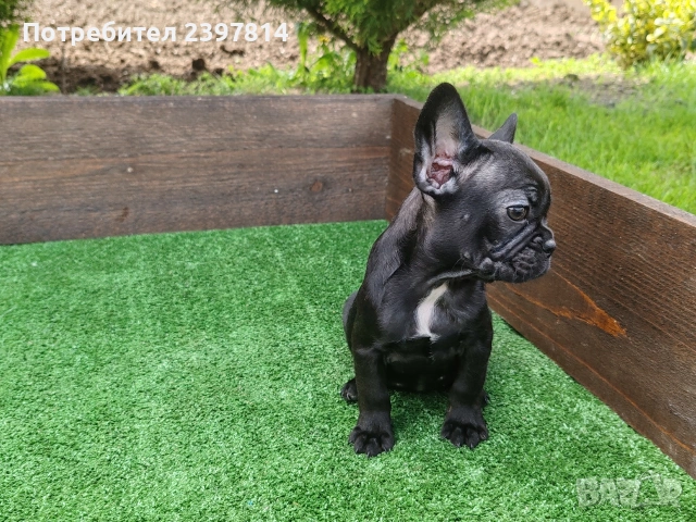 Френски булдог , снимка 4 - Френски булдог - 53832556