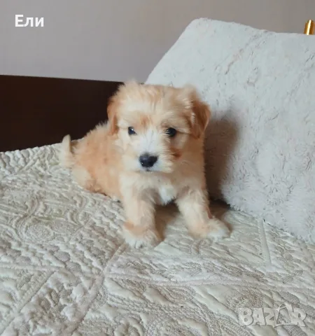 Малтипу момченце