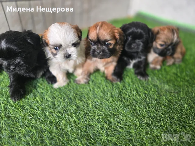 Щи тцу 3 момчета
