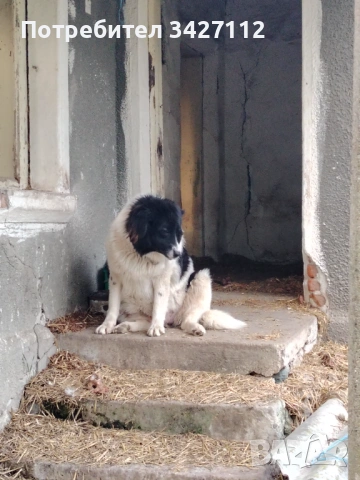 Каракачанка върви с овце, снимка 3 - Каракачанска овчарка - 54220326