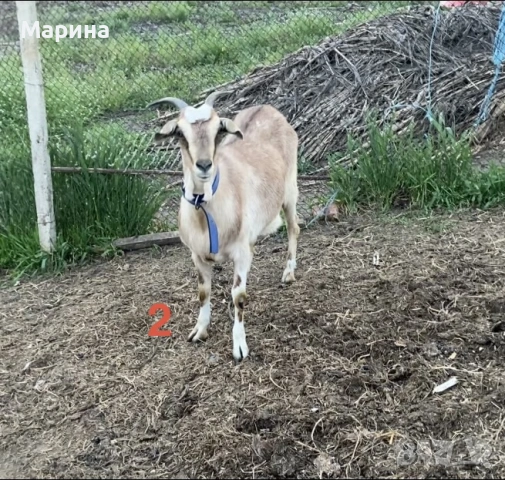 Кози и ярета , снимка 2 - Кози - 54330596