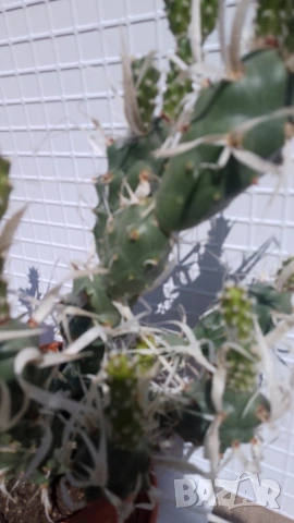 Продавам кактус , снимка 7 - Стайни растения - 54298077