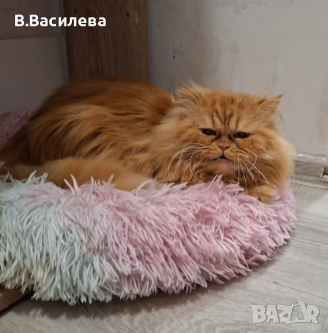 Персийски котарак , снимка 3 - Персийска - 54767766