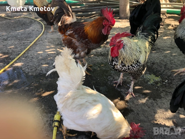 Домашни петли, снимка 2 - Кокошки и пуйки - 54547550