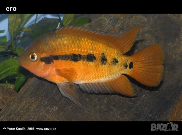 Херотилапиа мултиспиноза, снимка 2 - Рибки - 54036558