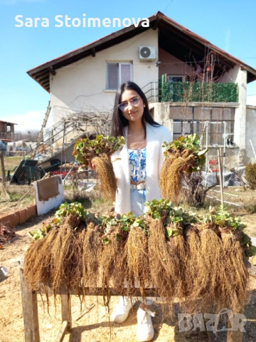 Разсад ягоди, снимка 2 - Разсади - 54353125