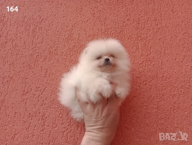 Мъжки и женски Померани.Реални снимки ! , снимка 12 - Померан - 54005894
