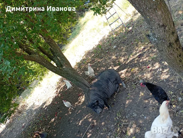 виетнамски прасенца