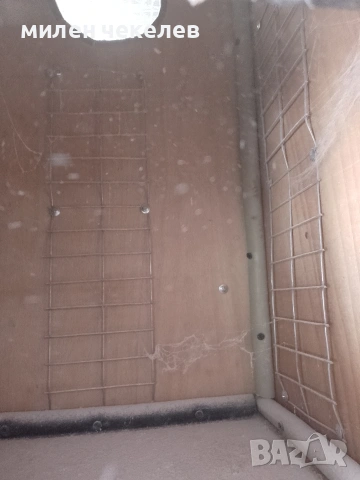 мъжки полово зрял жако , снимка 8 - Папагали - 55071195