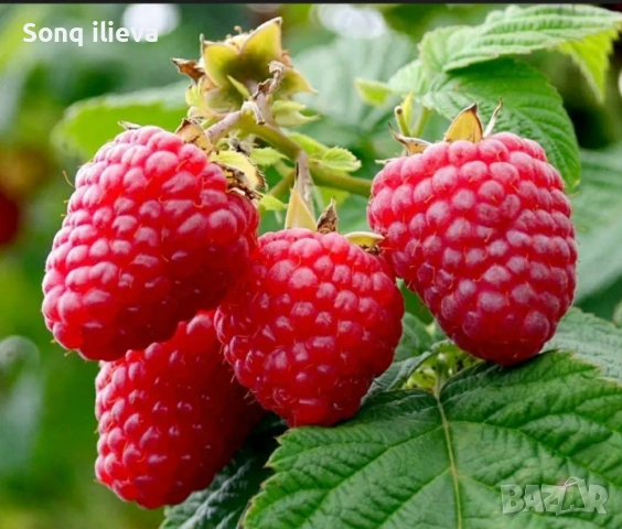 Продавам ягоди и малини, снимка 5 - Разсади - 54270403